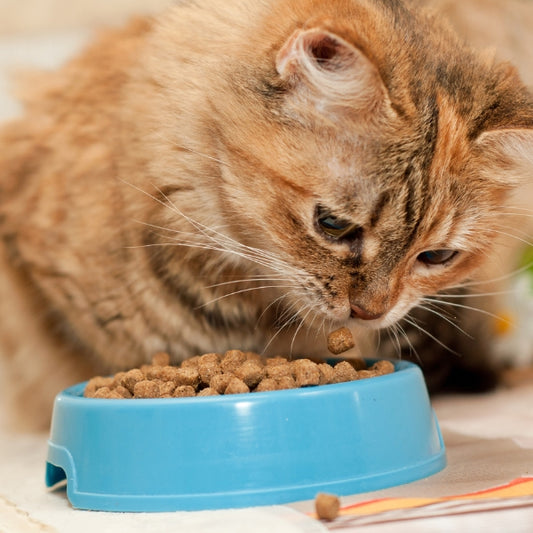 Best Cat Dish Options