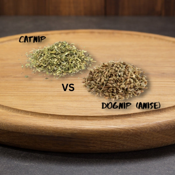 All About Anise, Catnip For Dogs  