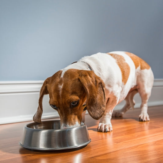 Should Dog Bowls be Elevated